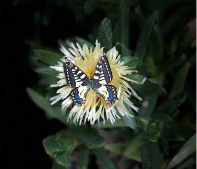 Swallowtail Earrings