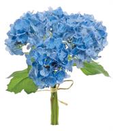 Blue Hydrangeas