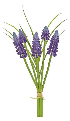 Grape Hyacinth Bundle