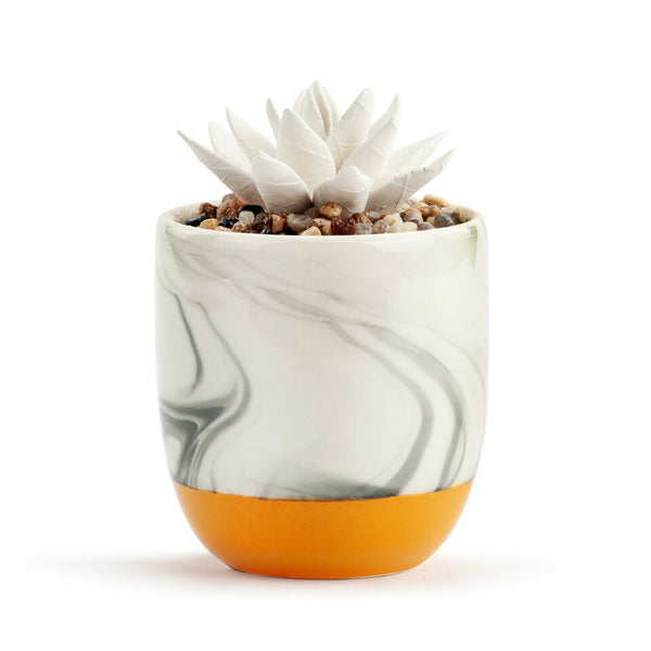 Yes, You Can Succulent Diffuser