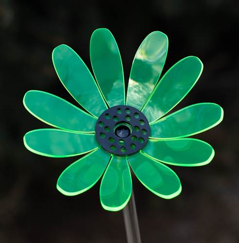 Green Daisy Flower