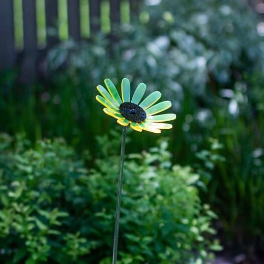 Yellow Daisy Flower