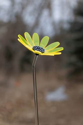 Yellow Daisy Flower